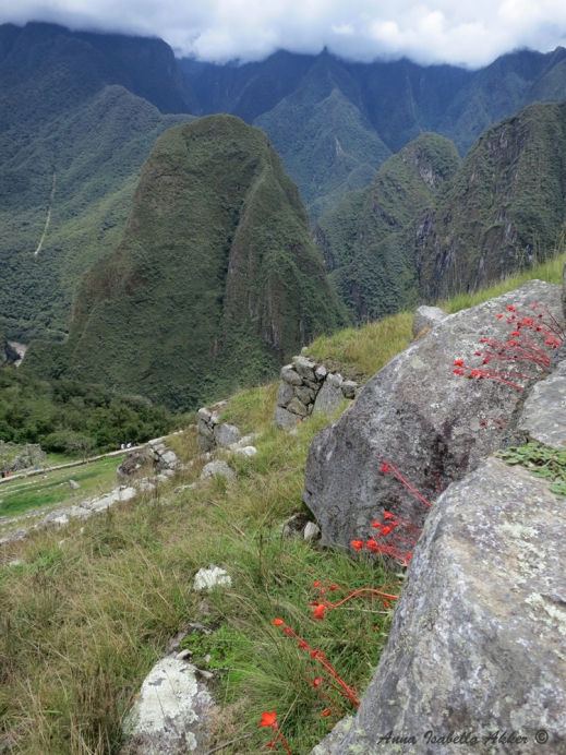 Terraces descending down Machu Picchu, along with strange bright-red plants (which I'm guessing use something other than chlorophyll) that grew all along the mountain, but that I saw nowhere else in Perú. 