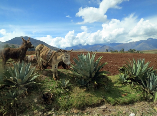 Donkeys munching on succulents by the roadside near Moray, Perú.